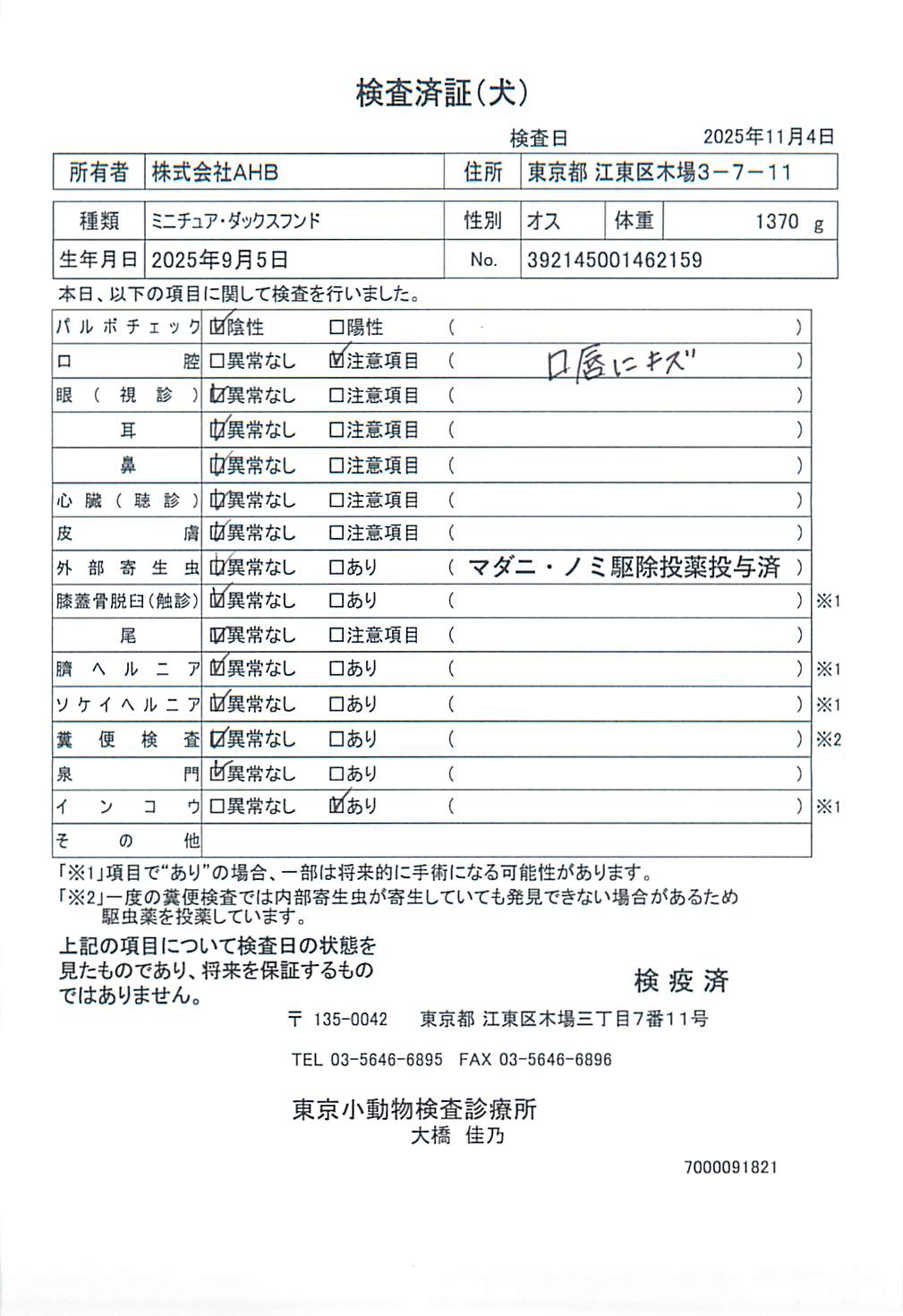 ミニチュア・ダックスフンド