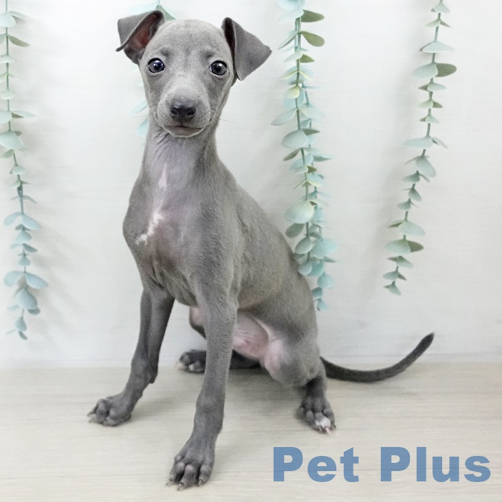 埼玉県のイタリアングレーハウンド (ペットプラス 羽生店/2025年9月10日生まれ/男の子/ブルー)の子犬の1枚目の画像