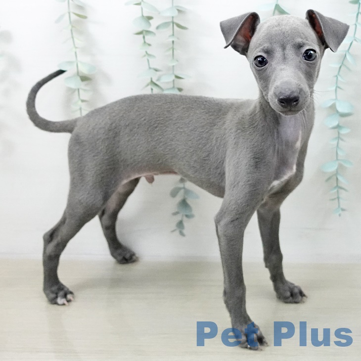 埼玉県のイタリアングレーハウンド (ペットプラス 羽生店/2025年9月10日生まれ/男の子/ブルー)の子犬の2枚目の画像