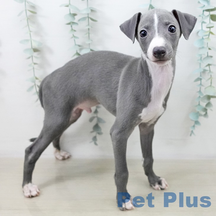 宮城県のイタリアングレーハウンド (ペットプラス 仙台泉大沢店/2025年9月10日生まれ/男の子/ブルーホワイトマーキングス)の子犬