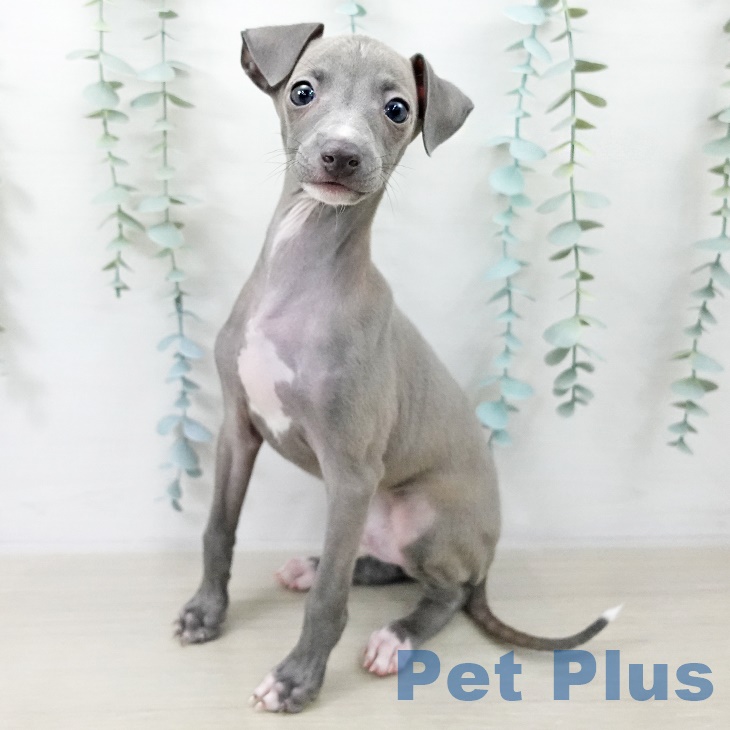 群馬県のイタリアングレーハウンド (ペットプラス イオンモール太田店/2025年9月10日生まれ/男の子/ブルーフォーンホワイトマーキングス)の子犬の1枚目の画像