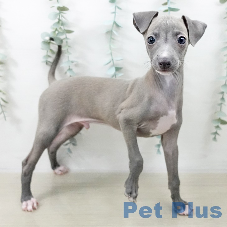 群馬県のイタリアングレーハウンド (ペットプラス イオンモール太田店/2025年9月10日生まれ/男の子/ブルーフォーンホワイトマーキングス)の子犬の2枚目の画像