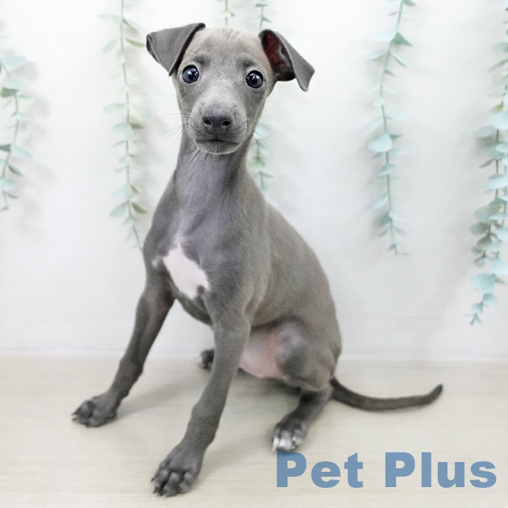 東京都のイタリアングレーハウンド (ペットプラス 立川高島屋S.C.店/2025年9月10日生まれ/男の子/ブルーフォーンホワイトマーキングス)の子犬