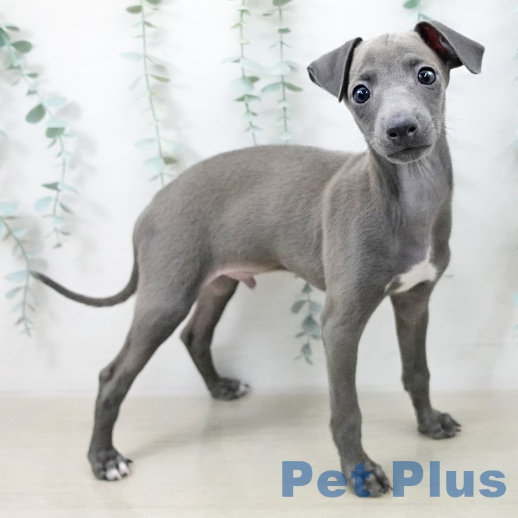 東京都のイタリアングレーハウンド (ペットプラス 立川高島屋S.C.店/2025年9月10日生まれ/男の子/ブルーフォーンホワイトマーキングス)の子犬の2枚目の画像
