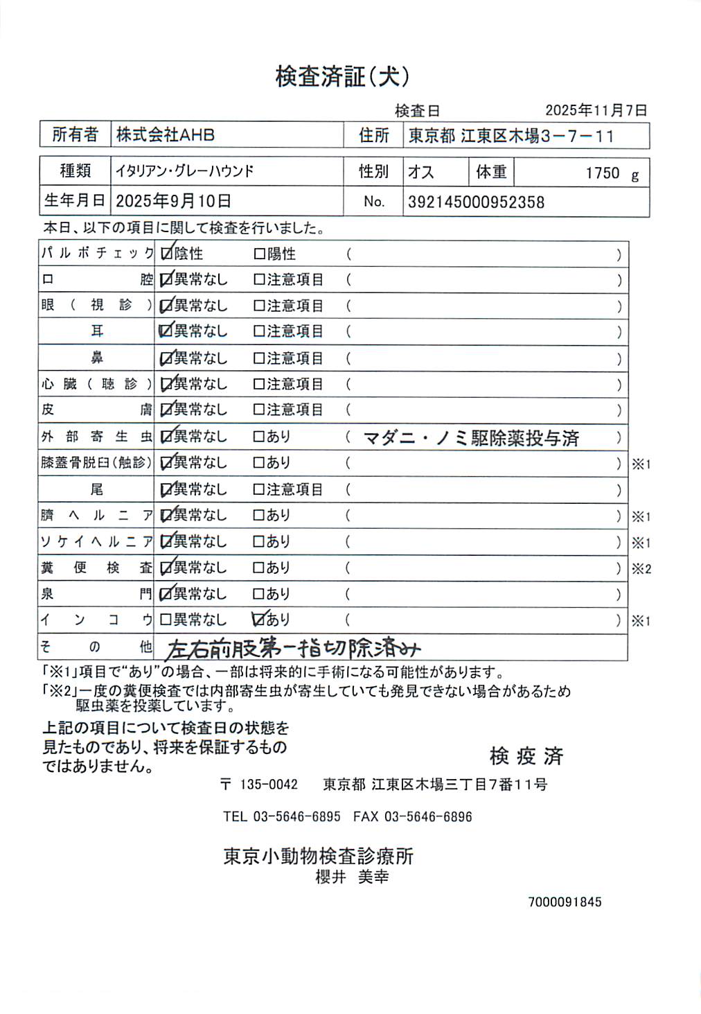 イタリアン・グレーハウンド