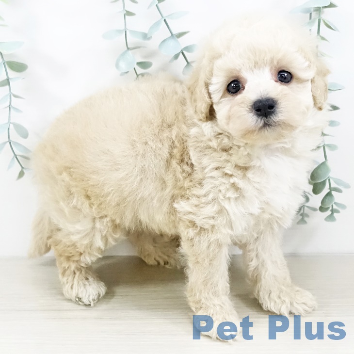 神奈川県のトイプードル(トイ) (ペットプラス 湘南平塚店/2025年9月11日生まれ/男の子/クリーム)の子犬の1枚目の画像