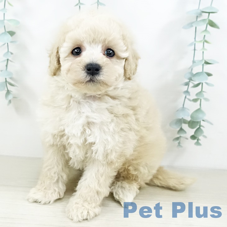 神奈川県のトイプードル(トイ) (ペットプラス 湘南平塚店/2025年9月11日生まれ/男の子/クリーム)の子犬の2枚目の画像