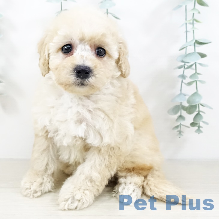 東京都のトイプードル(トイ) (ペットプラス 立川高島屋S.C.店/2025年9月11日生まれ/女の子/クリーム)の子犬の1枚目の画像