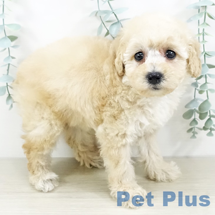 東京都のトイプードル(トイ) (ペットプラス 立川高島屋S.C.店/2025年9月11日生まれ/女の子/クリーム)の子犬の2枚目の画像