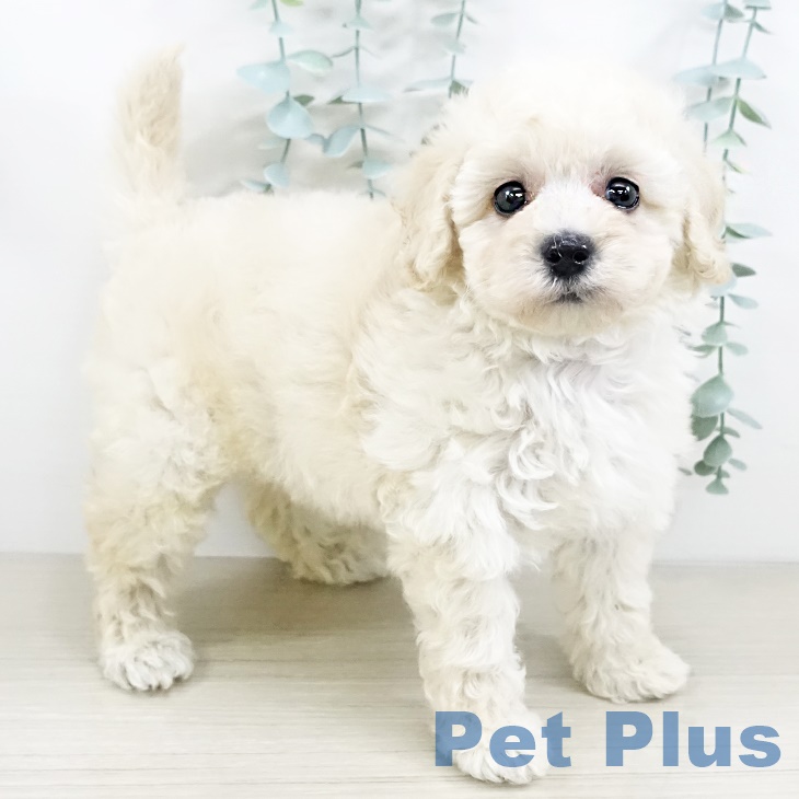 埼玉県のトイプードル(トイ) (ペットプラス コクーンシティ店/2025年9月11日生まれ/女の子/クリーム)の子犬の1枚目の画像