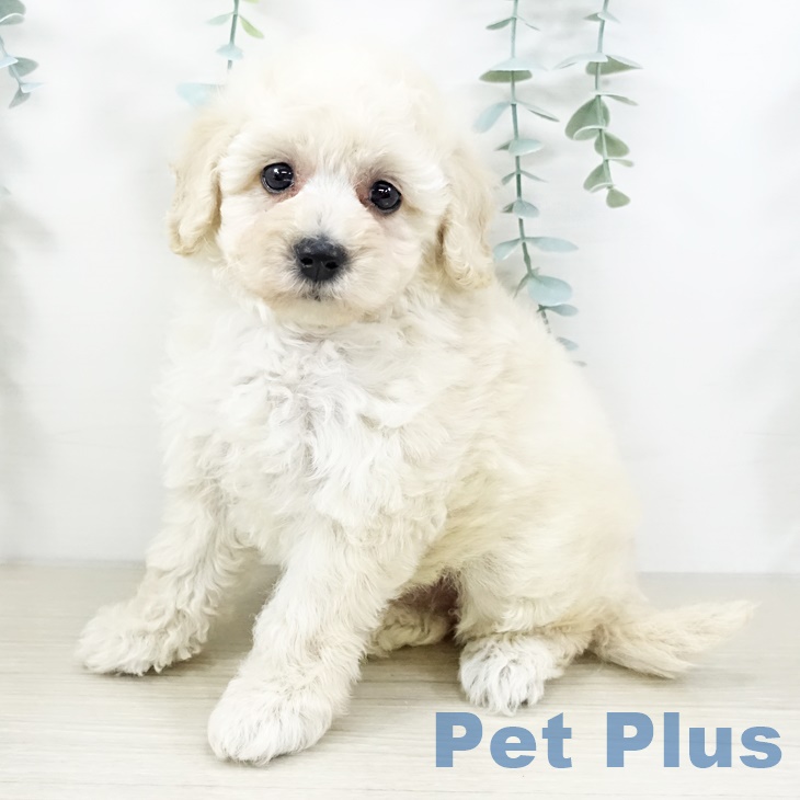 埼玉県のトイプードル(トイ) (ペットプラス コクーンシティ店/2025年9月11日生まれ/女の子/クリーム)の子犬の2枚目の画像
