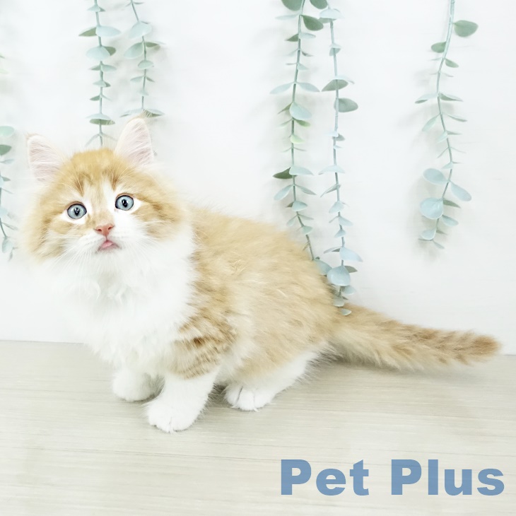 千葉県のノルウェージャンフォレストキャット (ペットプラス 成田店/2025年9月8日生まれ/男の子/レッドマッカレルタビーホワイト)の子猫