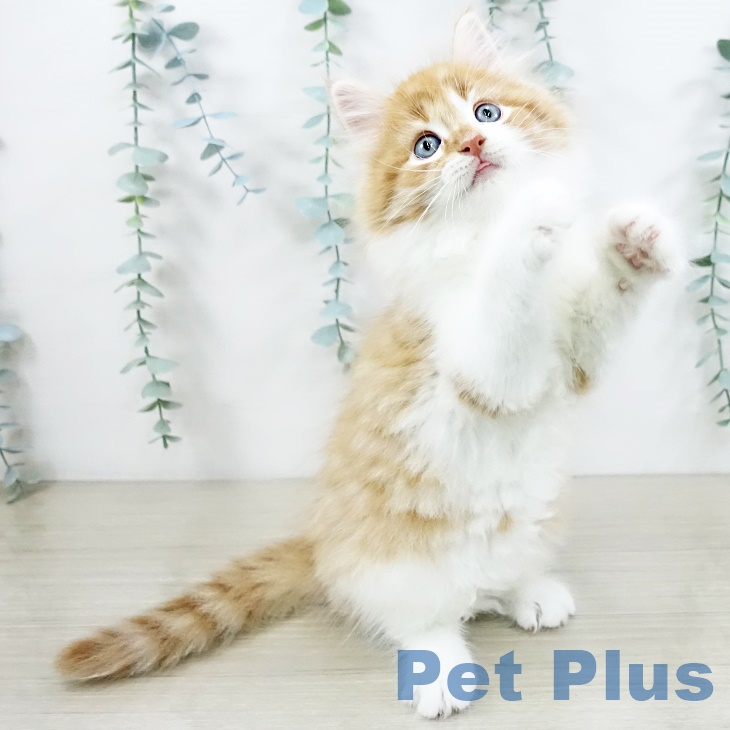 千葉県のノルウェージャンフォレストキャット (ペットプラス 成田店/2025年9月8日生まれ/男の子/レッドマッカレルタビーホワイト)の子猫の2枚目の画像