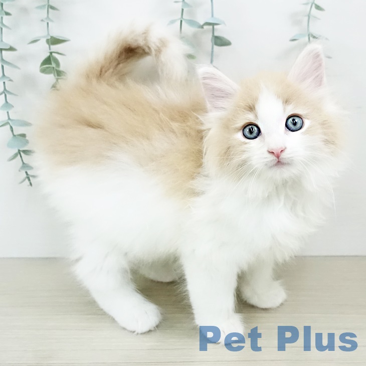 千葉県のノルウェージャンフォレストキャット (ペットプラス 幕張新都心店/2025年9月8日生まれ/男の子/クリームマッカレルタビーホワイト)の子猫の1枚目の画像