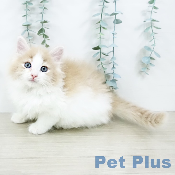 千葉県のノルウェージャンフォレストキャット (ペットプラス 幕張新都心店/2025年9月8日生まれ/男の子/クリームマッカレルタビーホワイト)の子猫の2枚目の画像