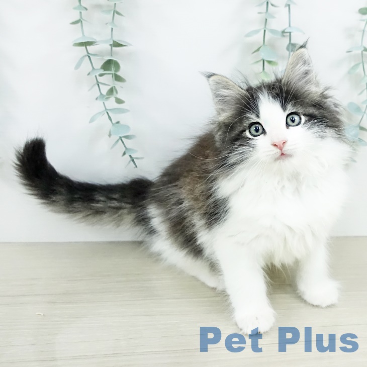 神奈川県のノルウェージャンフォレストキャット (ペットプラス 座間店/2025年9月8日生まれ/女の子/ブラウンマッカレルタビーホワイト)の子猫の1枚目の画像