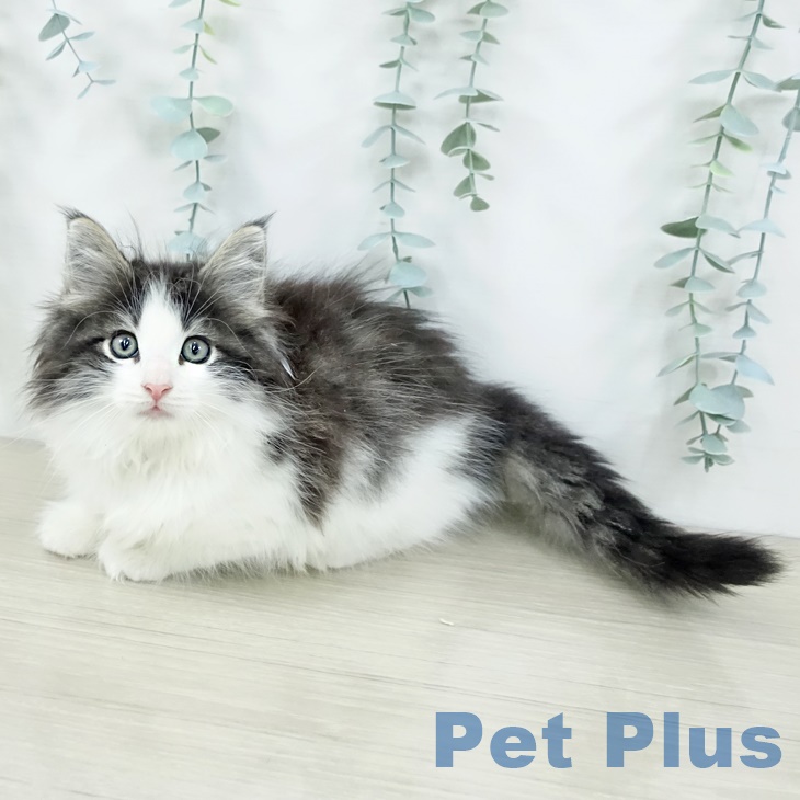 神奈川県のノルウェージャンフォレストキャット (ペットプラス 座間店/2025年9月8日生まれ/女の子/ブラウンマッカレルタビーホワイト)の子猫の2枚目の画像