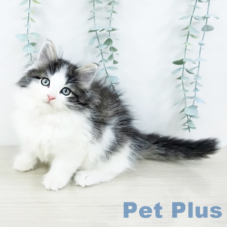 ノルウェージャンフォレストキャット