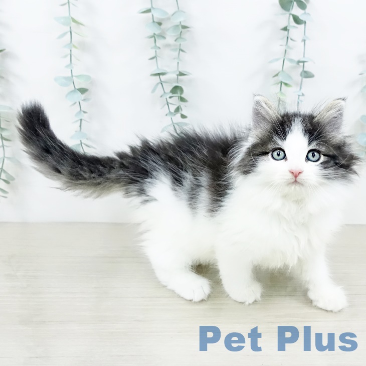 ノルウェージャンフォレストキャットの写真2