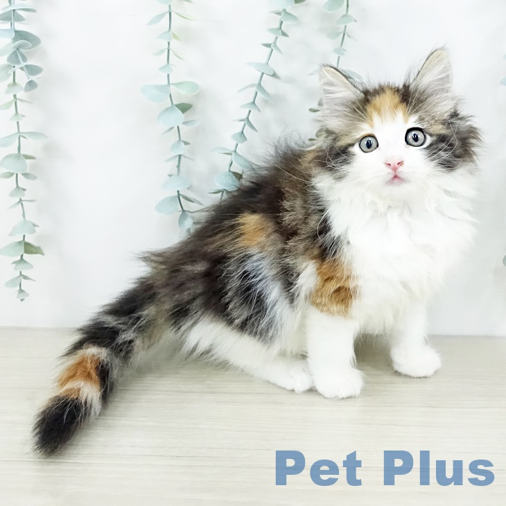 ノルウェージャンフォレストキャット