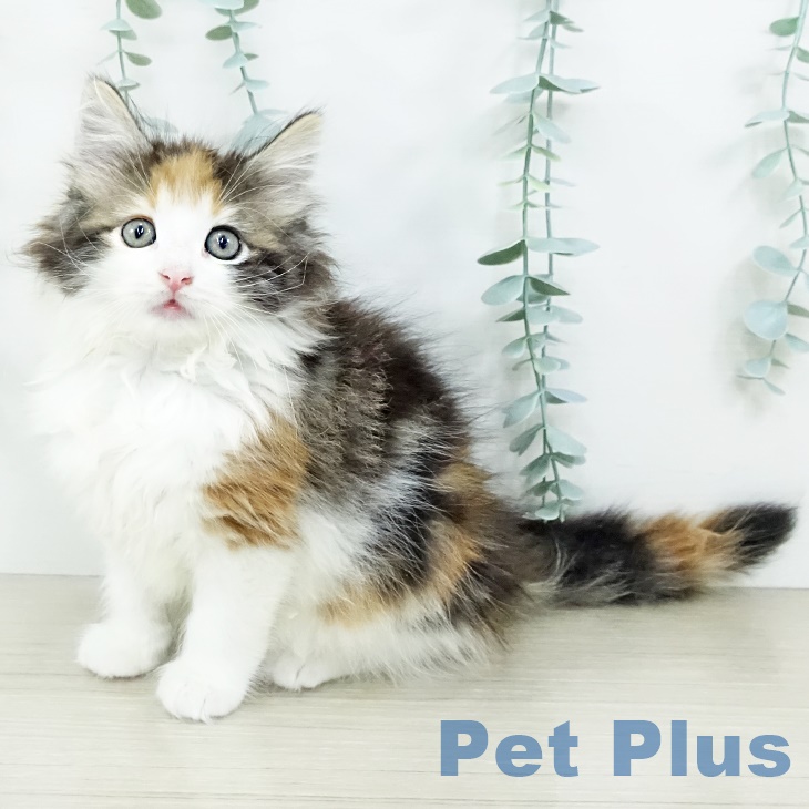 ノルウェージャンフォレストキャットの写真2