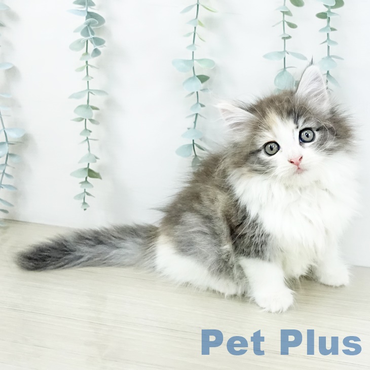 埼玉県のノルウェージャンフォレストキャット (ペットプラス 浦和美園店/2025年9月11日生まれ/女の子/ブルーパッチドマッカレルタビーホワイト)の子猫の1枚目の画像