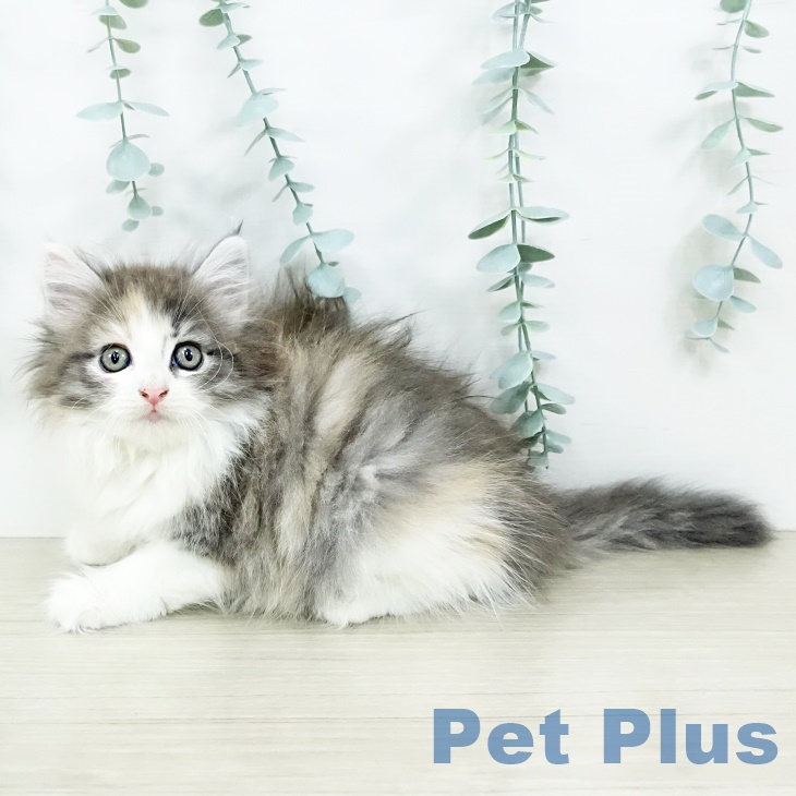 埼玉県のノルウェージャンフォレストキャット (ペットプラス 浦和美園店/2025年9月11日生まれ/女の子/ブルーパッチドマッカレルタビーホワイト)の子猫の2枚目の画像