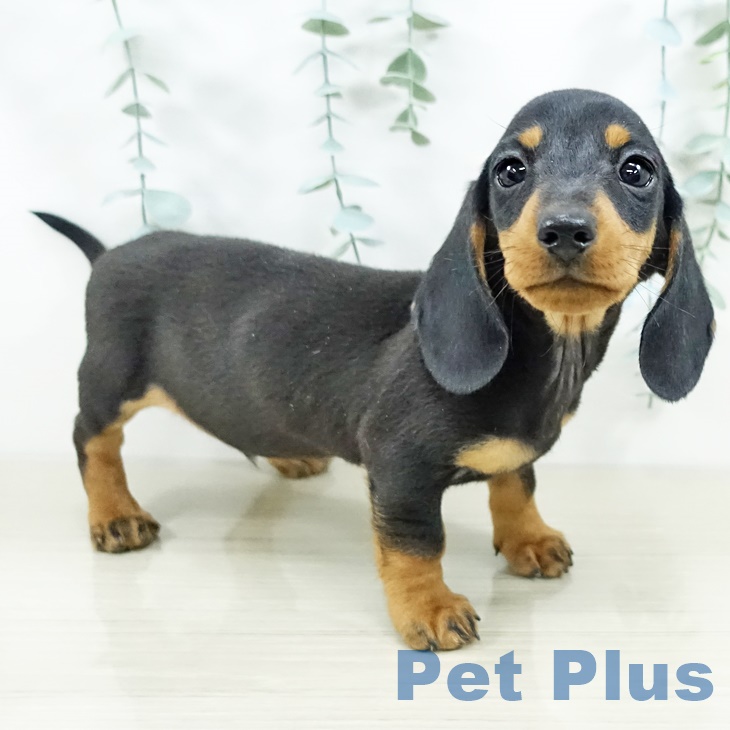 埼玉県のミニチュアダックスフンド(ロング) (ペッツワン 新座店/2025年9月9日生まれ/男の子/ブラックタン)の子犬の1枚目の画像