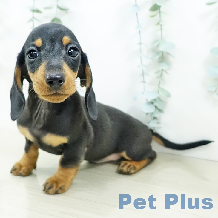 埼玉県のミニチュアダックスフンド(ロング) (ペッツワン 新座店/2025年9月9日生まれ/男の子/ブラックタン)の子犬の2枚目の画像