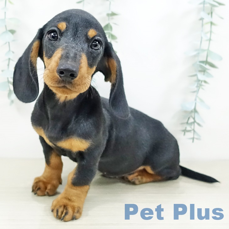 群馬県のミニチュアダックスフンド(ロング) (ペットプラス イオンモール太田店/2025年9月9日生まれ/男の子/ブラックタン)の子犬の1枚目の画像