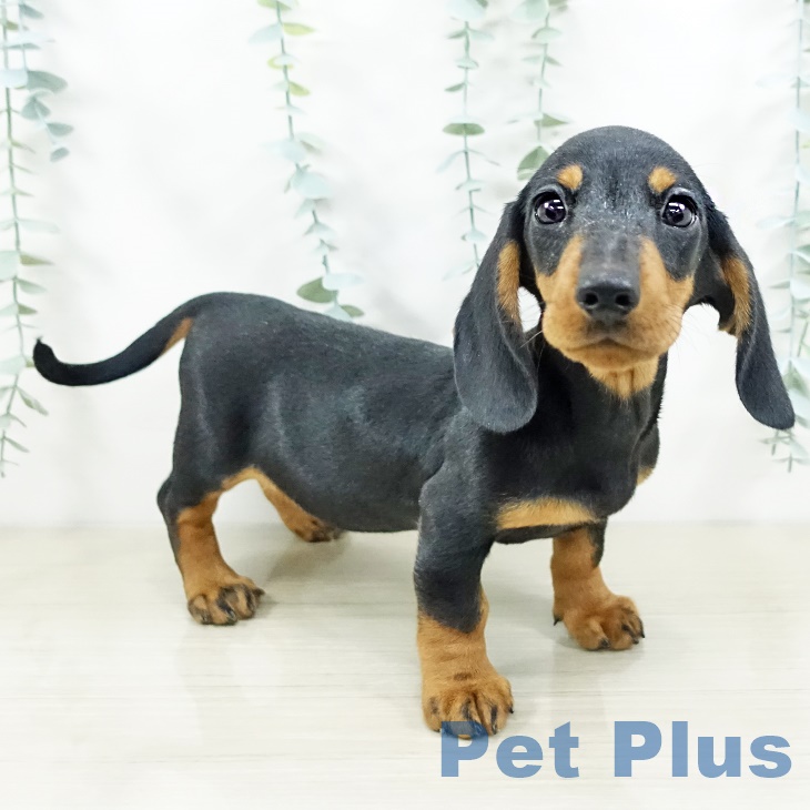 群馬県のミニチュアダックスフンド(ロング) (ペットプラス イオンモール太田店/2025年9月9日生まれ/男の子/ブラックタン)の子犬の2枚目の画像