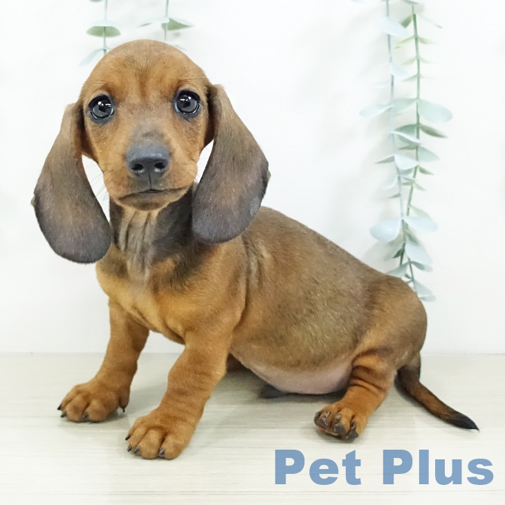 東京都のミニチュアダックスフンド(ロング) (ペットプラス 多摩平の森店/2025年9月9日生まれ/男の子/レッド)の子犬の1枚目の画像