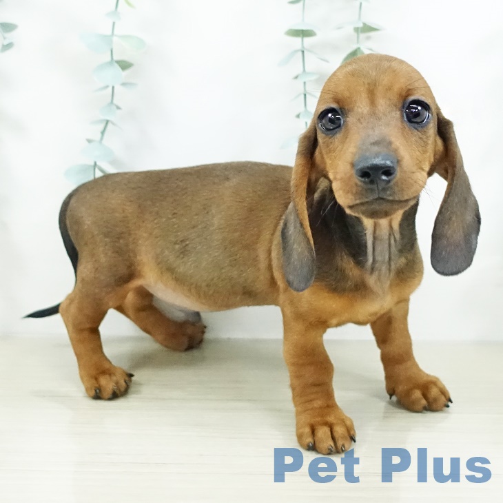 東京都のミニチュアダックスフンド(ロング) (ペットプラス 多摩平の森店/2025年9月9日生まれ/男の子/レッド)の子犬の2枚目の画像