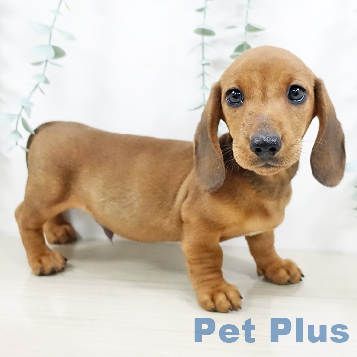茨城県のミニチュアダックスフンド(ロング) (ペッツワン 阿見店/2025年9月9日生まれ/男の子/レッド)の子犬の1枚目の画像