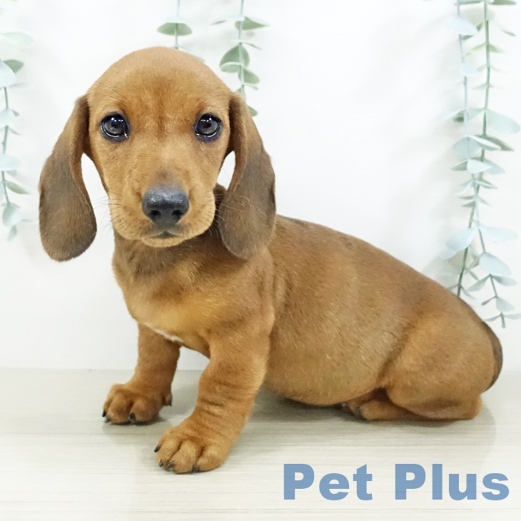 茨城県のミニチュアダックスフンド(ロング) (ペッツワン 阿見店/2025年9月9日生まれ/男の子/レッド)の子犬の2枚目の画像