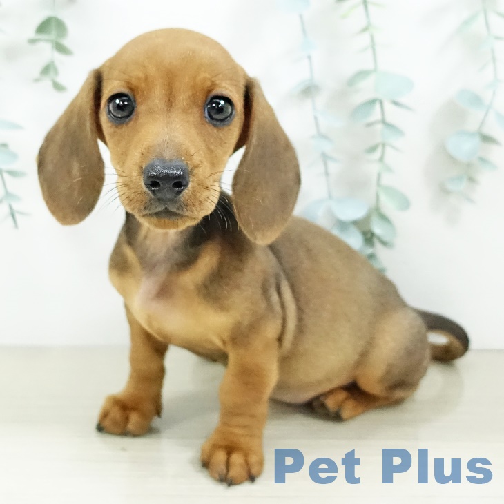 東京都のミニチュアダックスフンド(ロング) (ペッツワン 青梅インター店/2025年9月9日生まれ/女の子/レッド)の子犬の1枚目の画像