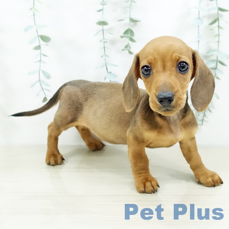 東京都のミニチュアダックスフンド(ロング) (ペッツワン 青梅インター店/2025年9月9日生まれ/女の子/レッド)の子犬の2枚目の画像