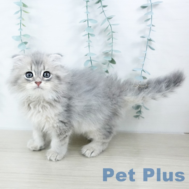 千葉県のスコティッシュフォールド (ペットプラス 八千代緑が丘店/2025年9月12日生まれ/男の子/ブルータビー)の子猫