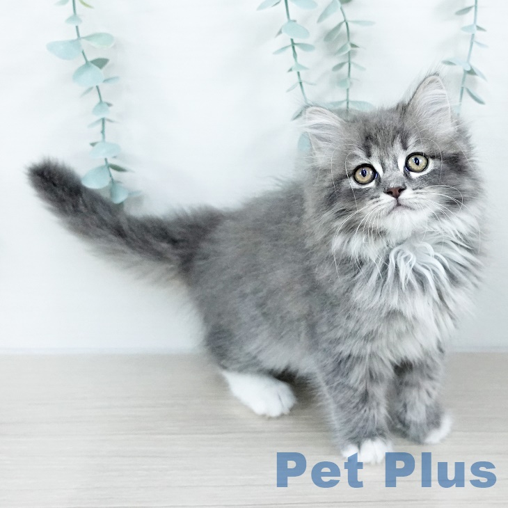 千葉県のラガマフィン (ペットプラス 船橋店/2025年9月4日生まれ/女の子/ブルータビーホワイト)の子猫