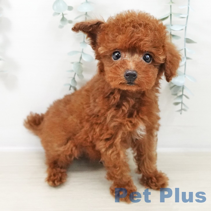 東京都のトイプードル(トイ) (ペットプラス MARK IS 葛飾かなまち店/2025年9月10日生まれ/男の子/レッド)の子犬の1枚目の画像