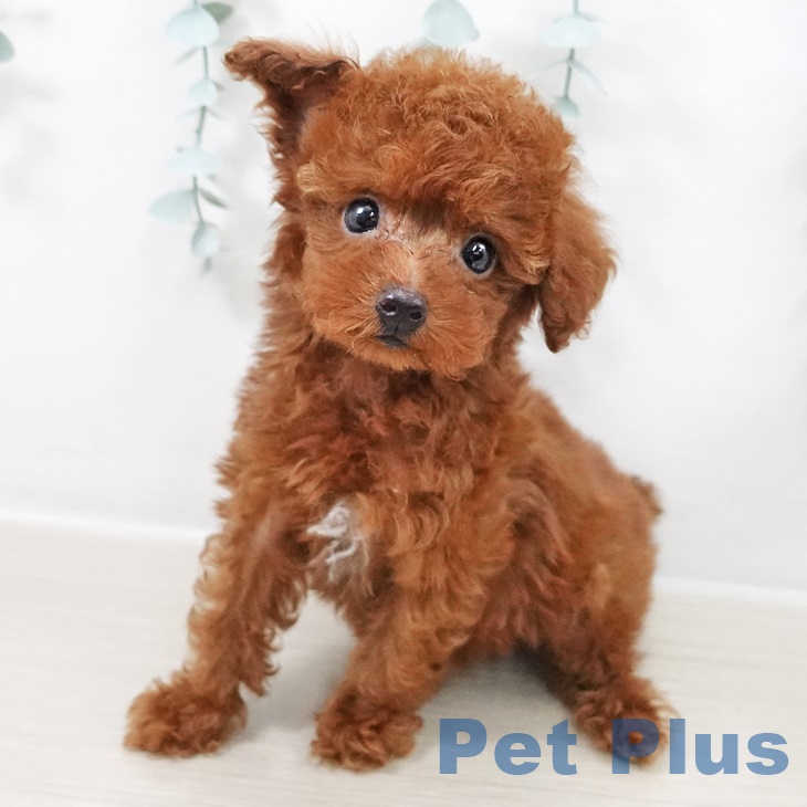 東京都のトイプードル(トイ) (ペットプラス MARK IS 葛飾かなまち店/2025年9月10日生まれ/男の子/レッド)の子犬の2枚目の画像