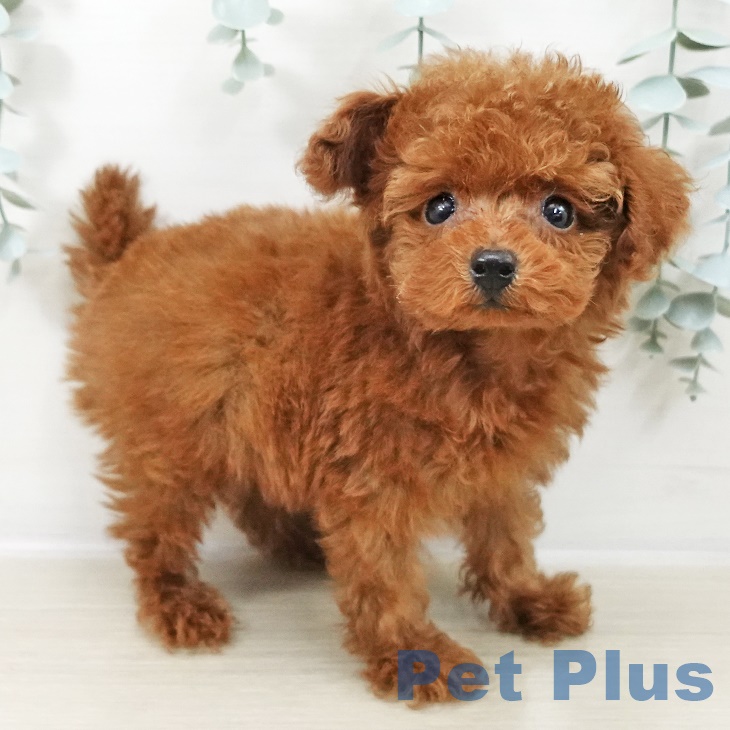 東京都のトイプードル(トイ) (ペットプラス アクアシティお台場店/2025年9月10日生まれ/男の子/レッド)の子犬の1枚目の画像