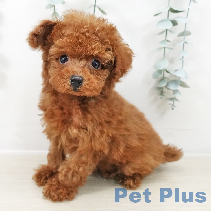 東京都のトイプードル(トイ) (ペットプラス アクアシティお台場店/2025年9月10日生まれ/男の子/レッド)の子犬の2枚目の画像