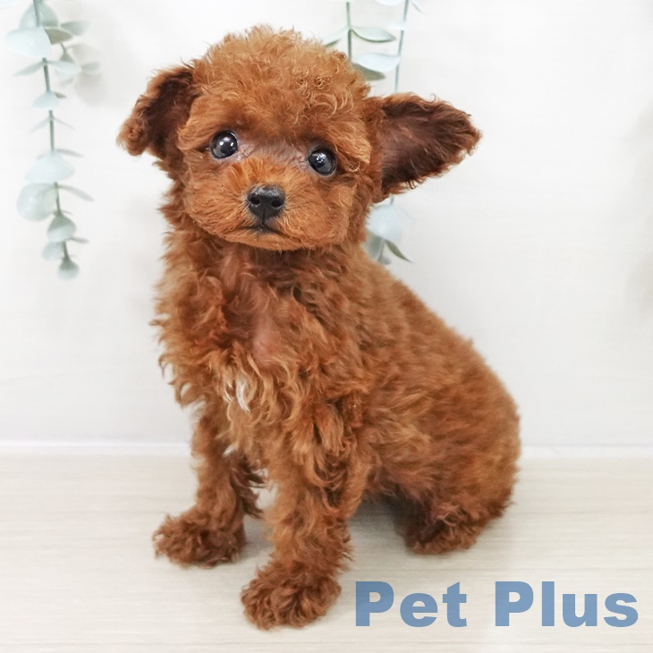 千葉県のトイプードル(トイ) (ペットプラス 幕張新都心店/2025年9月10日生まれ/男の子/レッド)の子犬の1枚目の画像