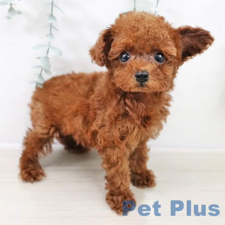 千葉県のトイプードル(トイ) (ペットプラス 幕張新都心店/2025年9月10日生まれ/男の子/レッド)の子犬の2枚目の画像