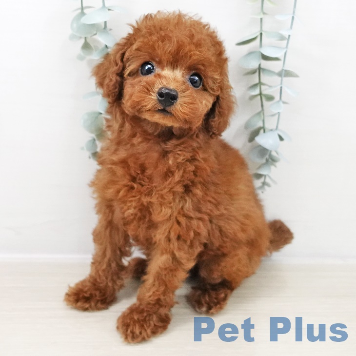 トイ・プードル