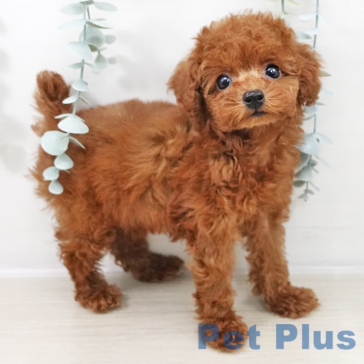 トイ・プードル