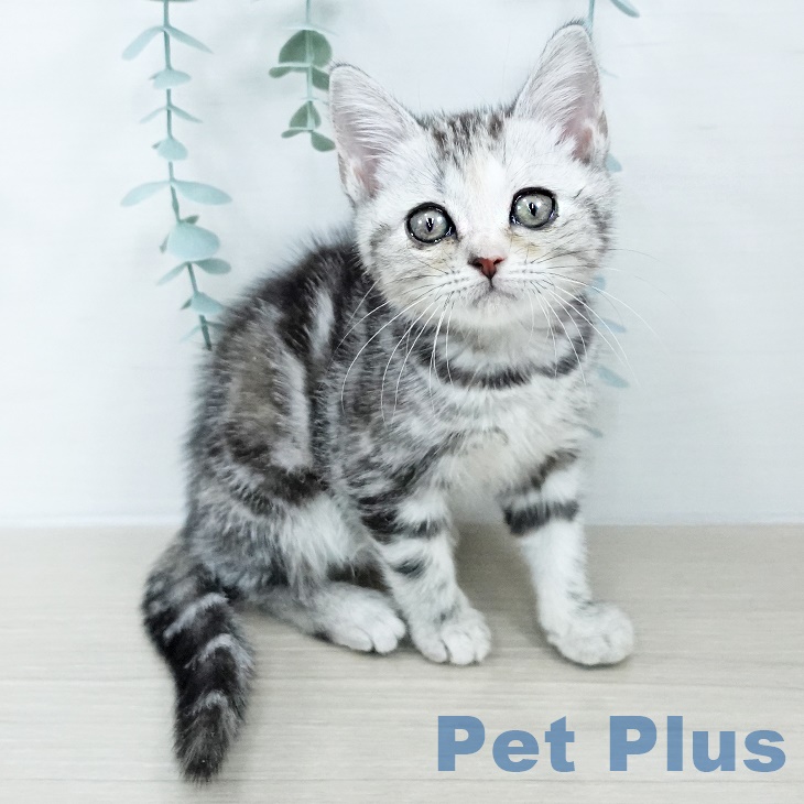 埼玉県のアメリカンショートヘアー (ペットプラス 羽生店/2025年9月5日生まれ/女の子/シルバーパッチドタビー)の子猫