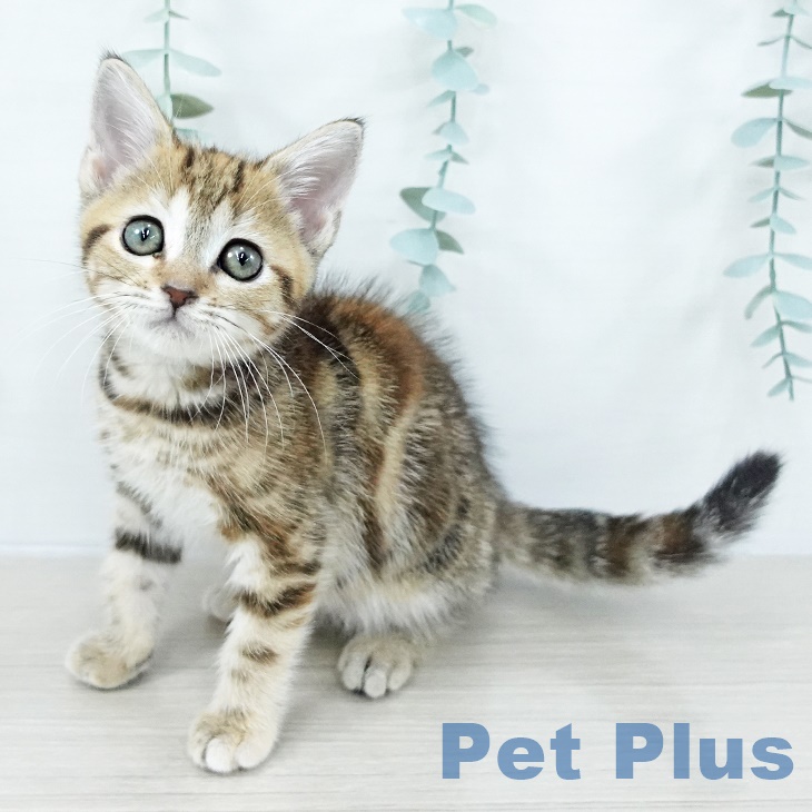 埼玉県のアメリカンショートヘアー (ペッツワン 新座店/2025年9月5日生まれ/女の子/ブラウンパッチドタビー)の子猫