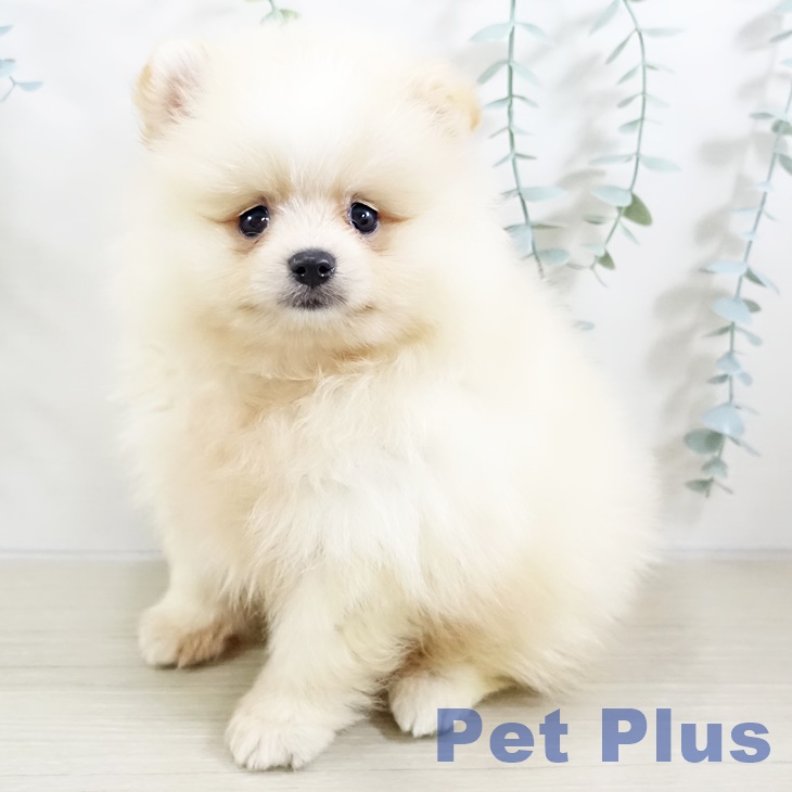長野県のポメラニアン (ペットプラス 上田店/2025年9月13日生まれ/男の子/クリーム)の子犬の1枚目の画像
